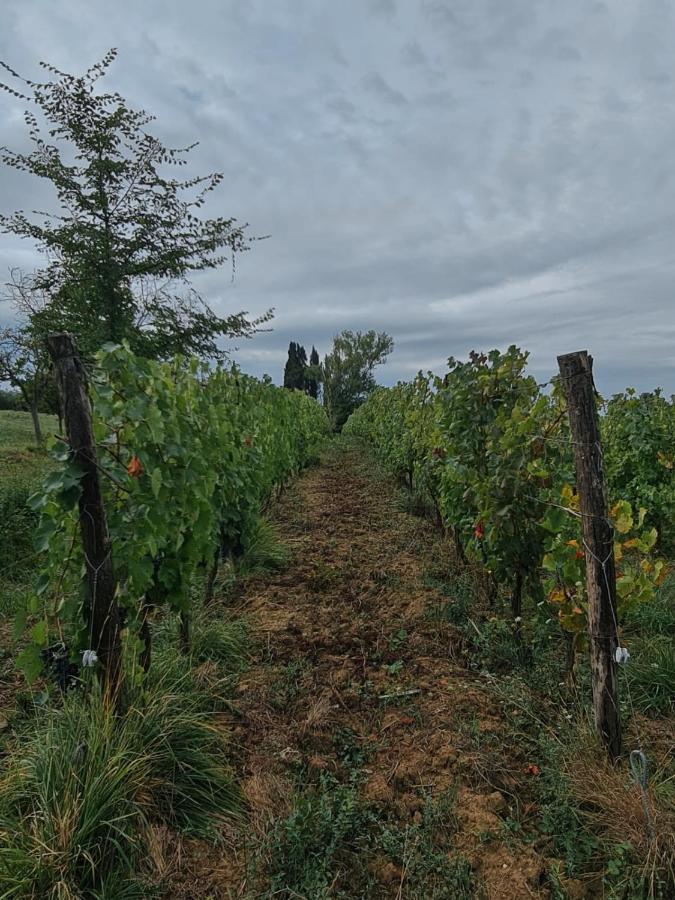 Podere Borgaruccio Peccioli Buitenkant foto