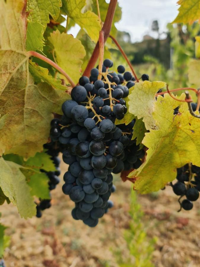 Podere Borgaruccio Peccioli Buitenkant foto